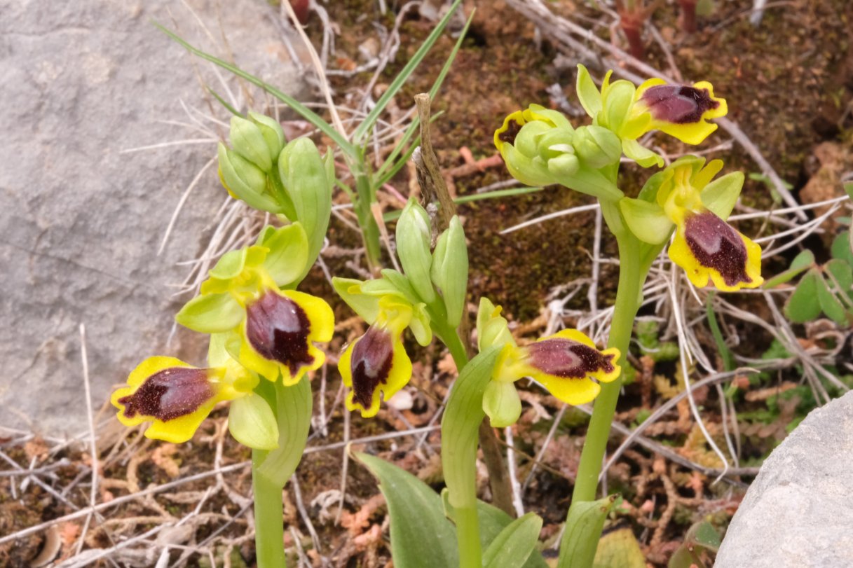 Anno nuovo, orchidee nuove: dalla Grecia con passione.